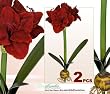 TWO Artificial 24" Amaryllis Bendable Flowers for Christmas Decoration