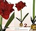 TWO Artificial 24" Amaryllis Bendable Flowers for Christmas Decoration