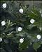 Smart Solar 3732WR30 Solar Light String, 30 White LEDs with Crystal Ball Covers