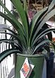 Clivia "Flame" Five Gallon Plant