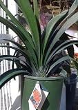 Clivia "Flame" Five Gallon Plant