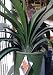 Clivia "Flame" Five Gallon Plant
