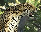 Jaguar in Tree - 52