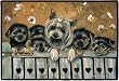 Yorkie Terrier Yorkshire Family Doormat Rug Mat