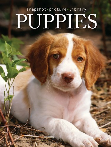 Snapshot Picture Library Puppies