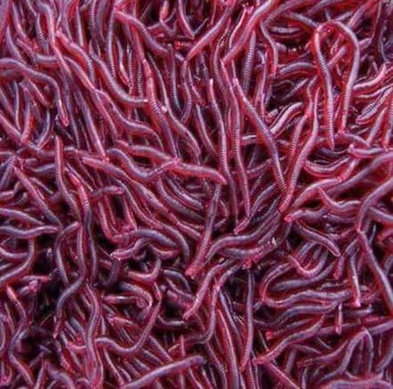 50pcs Red Worm Earthworm Fishing Soft Lure Tackle Baits Bass Trout Bream 4cm