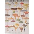 Cavallini Les Champignons Mushrooms Gift Wrap Paper Decoupage Poster