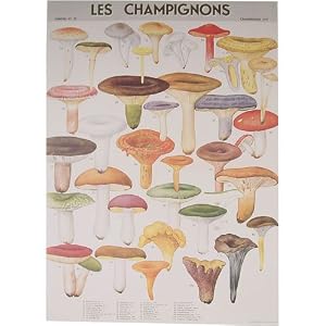Cavallini Les Champignons Mushrooms Gift Wrap Paper Decoupage Poster