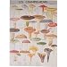 Cavallini Les Champignons Mushrooms Gift Wrap Paper Decoupage Poster