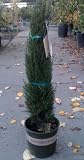 "Tiny Towers" Dwarf Italian Cypress Two Gallon
