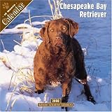 Chesapeake Bay Retriever 2008 Wall Calendar