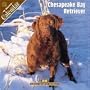 Chesapeake Bay Retriever 2008 Wall Calendar