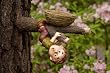 Lil Tree Orphans - Zach