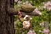 Lil Tree Orphans - Zach