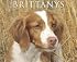 Just Brittanys 2009 Calendar (Just)