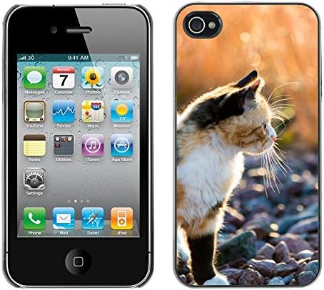 LASTONE PHONE CASE / Slim Protector Hard Shell Cover Case for Apple Iphone 4 / 4S / American Shorthair Munchkin Bobtail