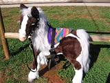 Butterscotch S'Mores Interactive Horse Saddle Set -Purple Navaho Style