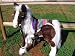 Sporting Goods : Butterscotch S'Mores Interactive Horse Saddle Set -Purple Navaho Style