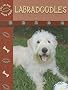 Labradoodles
