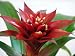 Red Blazing Star Vase Plant- Great Houseplant - 4
