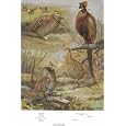 7.5" X 11" Double-Sided 1955 Colour Plate, Pigeons & Heath Hen, Eastern Ruffled Grouse, Ring-necked Pheasant