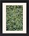 Framed Prints of Bog sage (Salvia uliginosa) from Science Photo Library