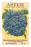Aster Seed Packet Premium Poster Print, 16x24