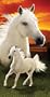 White Horse and Colt Sunrise Terry Velour Beach/Bath Towel