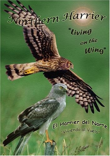 Northern Harrier, Living on the Wing