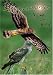 Northern Harrier, Living on the Wing