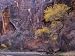 Cottonwood by the Virgin River, the Pulpit, Zion National Park in Autumn, Utah, USA Photographic Poster Print by Jean Brooks, 12x16