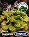 Guacamole Hosta - HOSTA OF THE YEAR 2002 -Potted!