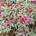 'Bollywood' Azalea - Color Year Round - Sun or Part-Sun - Proven Winners