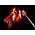 Thumbnail image of Bob Seger