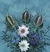 David's Flower Nigella Love in A Mist 50 Seeds per Packet