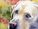 Labrador Retriever Dog Art Print Signed by Artist DJ Rogers