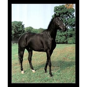 Animal Buzz Binzen Black Stallion Framed Art Poster Print - 16" X 20"