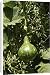 Canvas Prints of WAT-14432 Wild bottle gourd / Calabash from Ardea Wildlife Pets