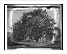 Historic Print (M): American Forestry Ass'n, Lafayette Elm, Kennebunk, Me.
