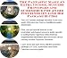 Check out The Fantastic Make An Extra Income, Success Principles and eCommerce for Anime Figurines On-line Biz Package (3 CDs)