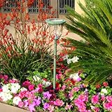 Buy Antique Green Accent Solar Light - 3 Amber LED by Crown