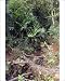 Photographic Prints of WAT-10612 Betel Palm from Ardea Wildlife Pets