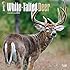 1 X White-Tailed Deer 2015 Wall Calendar