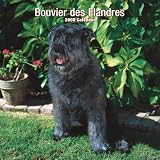 Bouvier DES Flandres 2008 Square Wall