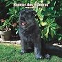 Bouvier des Flandres 2008 Square Wall Calendar