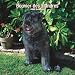 Bouvier des Flandres 2008 Square Wall Calendar