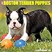 Just Boston Terrier Puppies 2017 Calendar