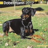 Kalender 2012 Dobermann