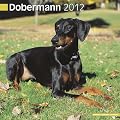 Kalender 2012 Dobermann