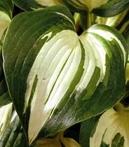 Lakeside Cupcake Hosta